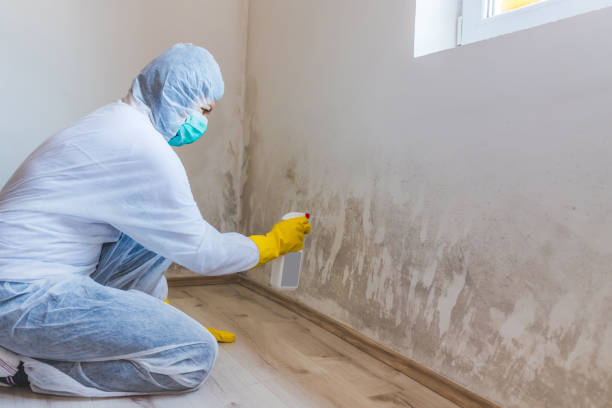Commercial Mold Remediation assessment for commercial property in Nederland