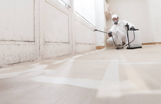 Black mold remediation team in Nederland